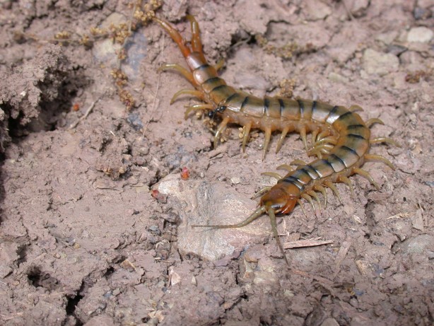 Scolopendra cingulata